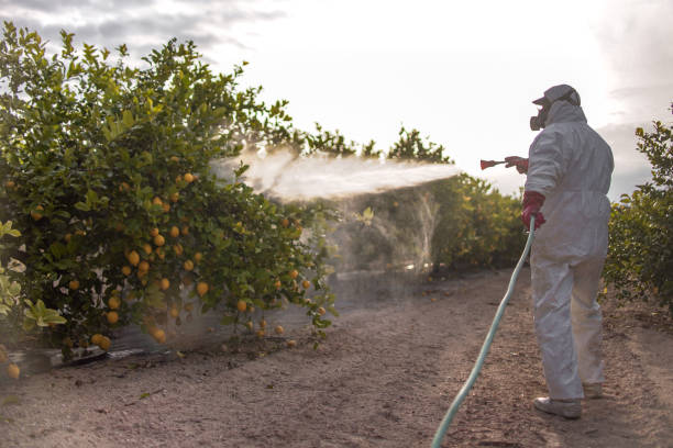 Best Affordable Pest Control Services  in Davis, CA