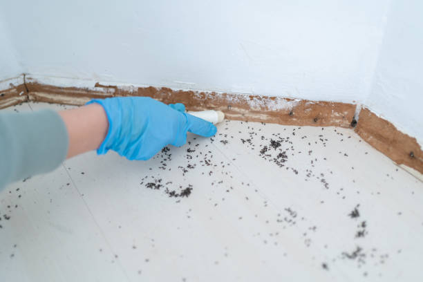 Best Pest Control for Businesses  in Davis, CA